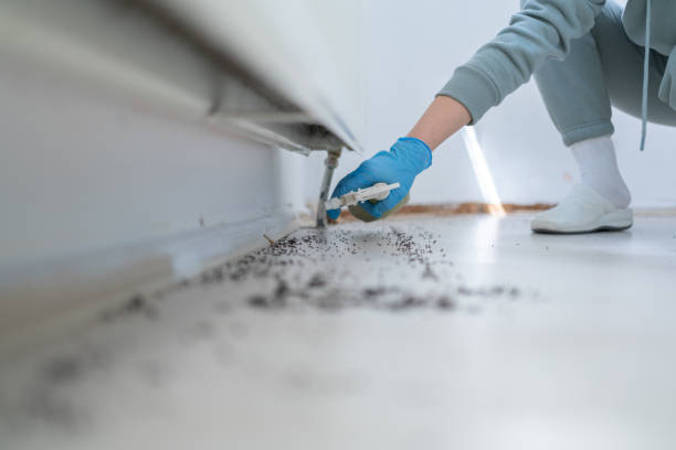 Wasp Removal Services in Metamora, IL